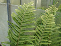 Hardy Fern Dryopteris crassirhizoma